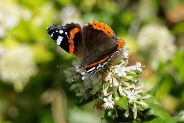 Red admiral butterfly (Vanessa Atalanta) perched on a white flower in Zurich, Switzerland