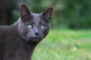 Russian Blue Cat in a Garden