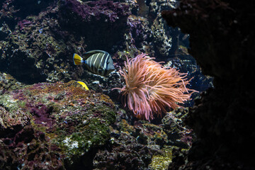 Desjardin's thistle fish under the surface.
