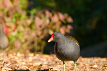 common moorhen on a sunny autumn day close-up