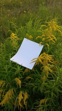 Video Mockup of white A4 sheet on the background of yellow flowering plants. Mockup of a poster on the Solidago canadensis blooms. White blank with copy space in yellow flowers