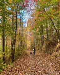 Walking among the trees