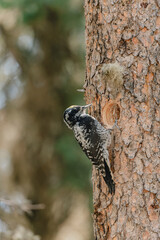 Woodpecker on Tree Trunk, Close-Up Wildlife Photography in Canmore Canada