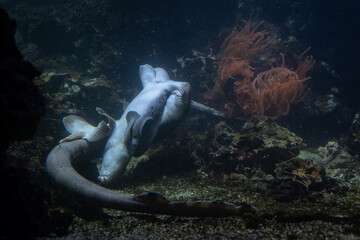 A male whitetip shark holds a female by her fin. 