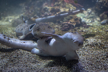 A male whitetip shark holds a female by her fin.
