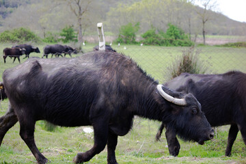 Buffalos on green meadow in Beykoz, Istanbul. Farm animal idea concept. Grazing buffalos.