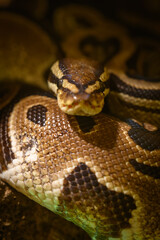Royal python in detail on the head curled.

