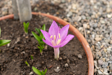 Colchicum plant in Saint Gallen in Switzerland