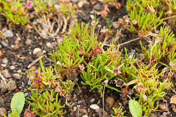 Dorotheanthus Apetalus plant in Saint Gallen in Switzerland