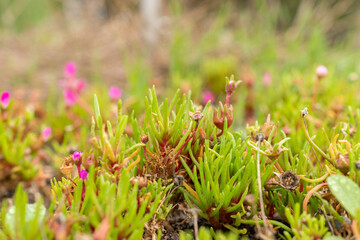 Dorotheanthus Apetalus plant in Saint Gallen in Switzerland