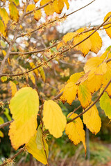 Witch hazel or Hamamelis Virginiana plant in Saint Gallen in Switzerland
