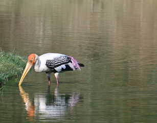 A beautiful and colourful painted stork is seen wading in the knee deep waters of a lake  © adomvaph