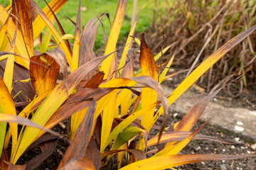 Hyacinth orchid or Bletilla Striata plant in Saint Gallen in Switzerland