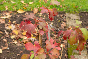 Sassafras Albidum plant in Saint Gallen in Switzerland