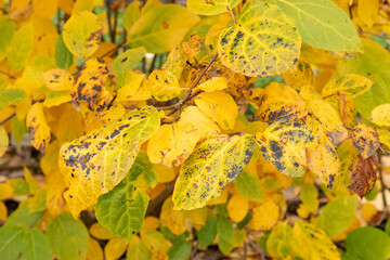 Chinese sweet shrub or Sinocalycanthus Chinensis plant in Saint Gallen in Switzerland