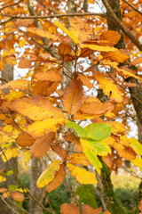 Pontine oak or Quercus Pontica plant in Saint Gallen in Switzerland