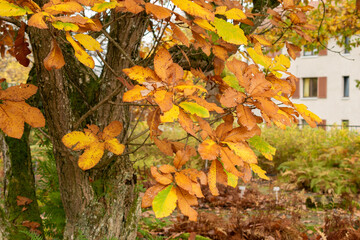 Pontine oak or Quercus Pontica plant in Saint Gallen in Switzerland