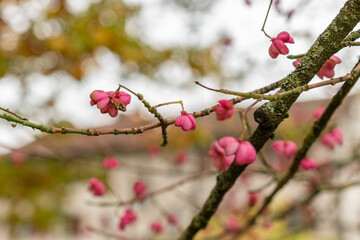 Himalayan spindle or Euonymus Hamiltonianus plant in Saint Gallen in Switzerland
