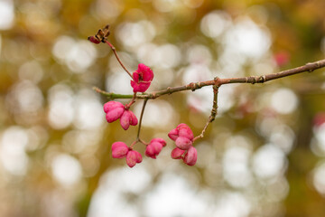 Himalayan spindle or Euonymus Hamiltonianus plant in Saint Gallen in Switzerland