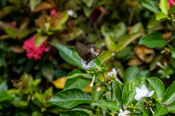 CHANGI, SINGAPORE - OCTOBER 24, 2024: Btterfly Graden inside Changi Airport, Singapore