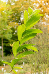 East asian orixa or Orixa Japonica plant in Saint Gallen in Switzerland