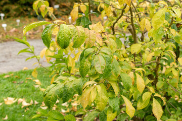 East asian orixa or Orixa Japonica plant in Saint Gallen in Switzerland