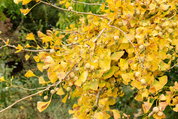 Maidenhair tree or Ginko Biloba tree in Saint Gallen in Switzerland