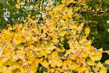 Maidenhair tree or Ginko Biloba tree in Saint Gallen in Switzerland