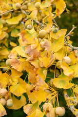 Maidenhair tree or Ginko Biloba tree in Saint Gallen in Switzerland