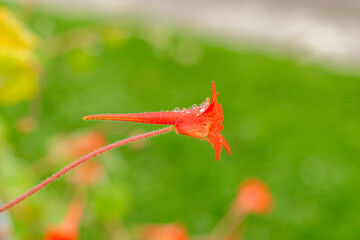Nasturtium or Tropaeolum Peltophorum plant in Saint Gallen in Switzerland