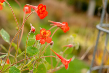 Nasturtium or Tropaeolum Peltophorum plant in Saint Gallen in Switzerland