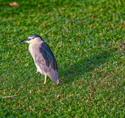 Pacific Grey Heron Resting on One Leg.