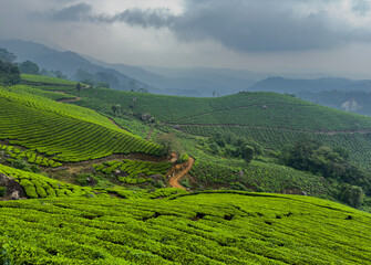 Fototapeta premium Beautiful view of tea plantations for the Chithirapuram View Point, Munnar, Kerala