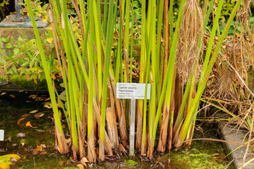Cyperus Papyrus plant in Saint Gallen in Switzerland