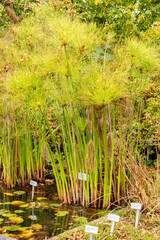 Cyperus Papyrus plant in Saint Gallen in Switzerland