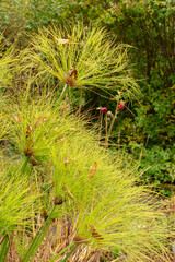 Cyperus Papyrus plant in Saint Gallen in Switzerland