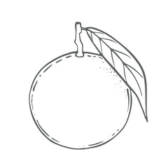 Orange, vector Illustration On a white background. Ingredient for juice, mulled wine, recipes, charlotte, jam, preserves, compotes. Harvest in the garden. Printing typography, textiles