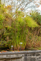 Cyperus Papyrus plant in Saint Gallen in Switzerland