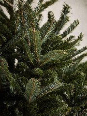 Minimalist Bare Fir Tree in Natural Light