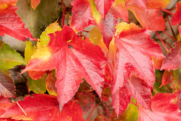 Obraz premium Boston ivy or Parthenocissus Tricuspidata plant in Saint Gallen in Switzerland