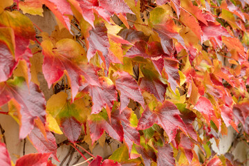Boston ivy or Parthenocissus Tricuspidata plant in Saint Gallen in Switzerland