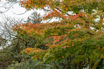 Japanese maple or Acer Palmatum plant in Saint Gallen in Switzerland