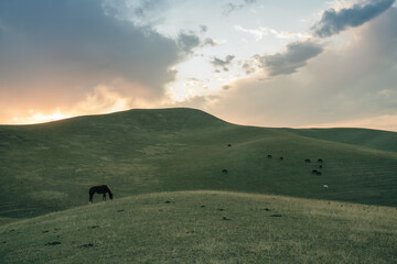 Obraz premium Horses feeding the grass in the background of snowy peaks of a mountain range.