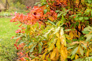 Yellow azalea or Rhododendron Luteum plant in Saint Gallen in Switzerland