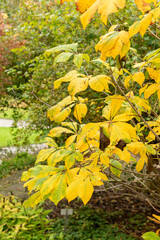Bottle brush buckeye or Aesculus Parviflora plant in Saint Gallen in Switzerland