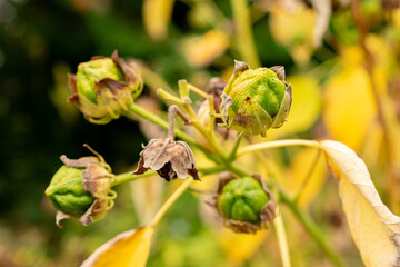Rose mallow or Hibiscus Moscheutos plant in Saint Gallen in Switzerland