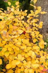 Witch alder or Fothergilla Gardenii plant in Saint Gallen in Switzerland