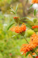 Lions tail or Leonotis Leonurus plant in Saint Gallen in Switzerland