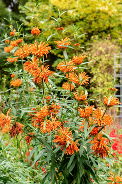 Lions tail or Leonotis Leonurus plant in Saint Gallen in Switzerland
