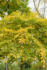 Common hornbeam or Carpinus Betulus plant in Saint Gallen in Switzerland